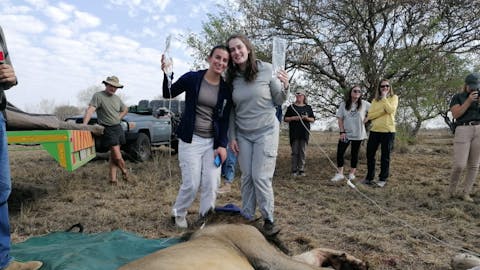 Two female volunteers hold IV bags for sedated lions