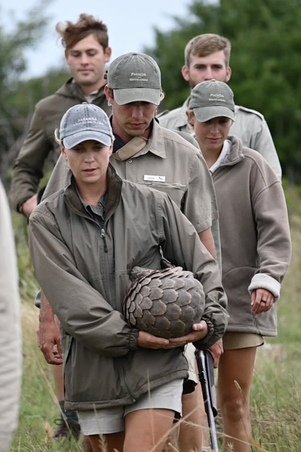 The team at Phinda walk with a pangolin