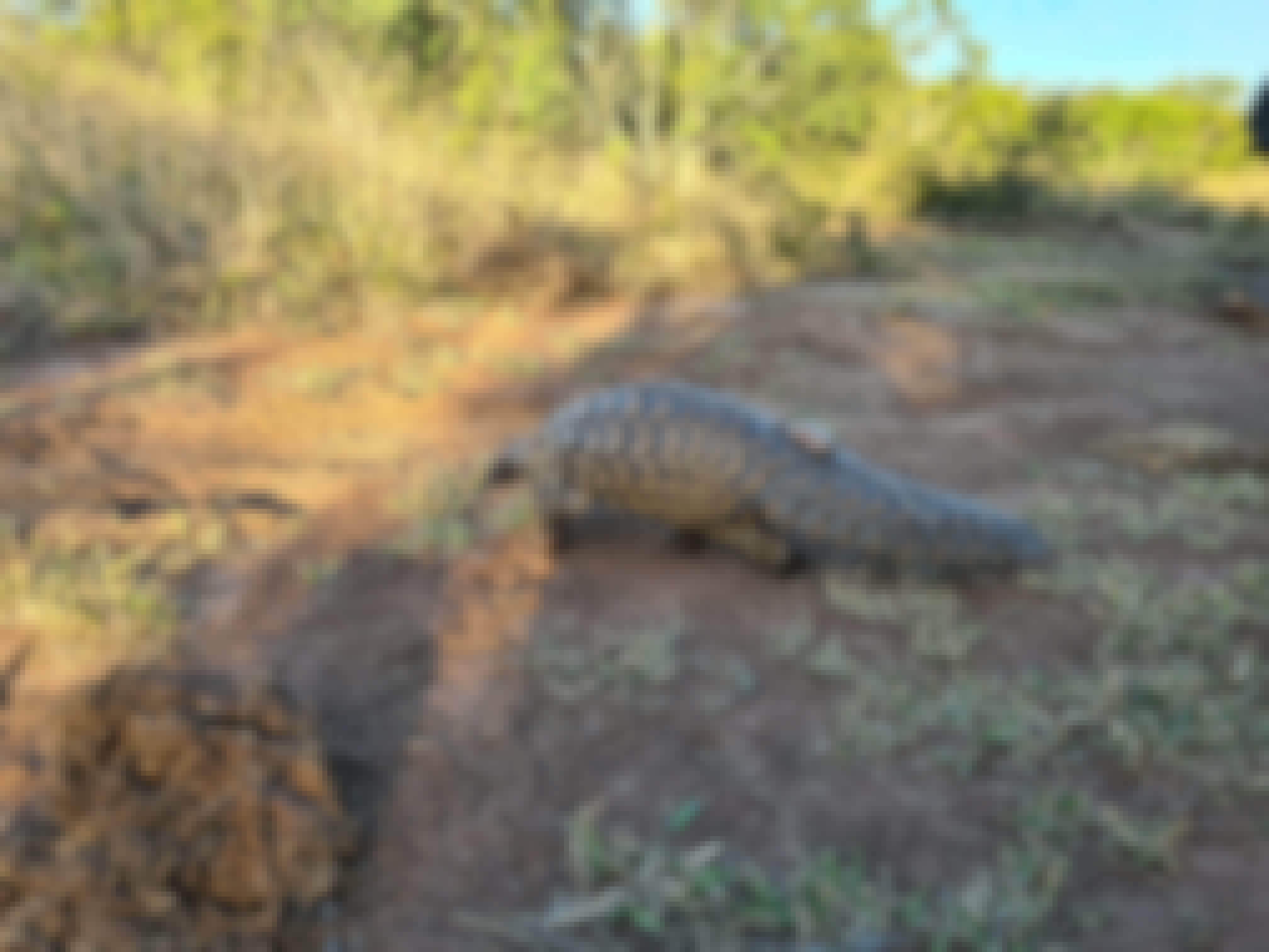 A pangolin walking away