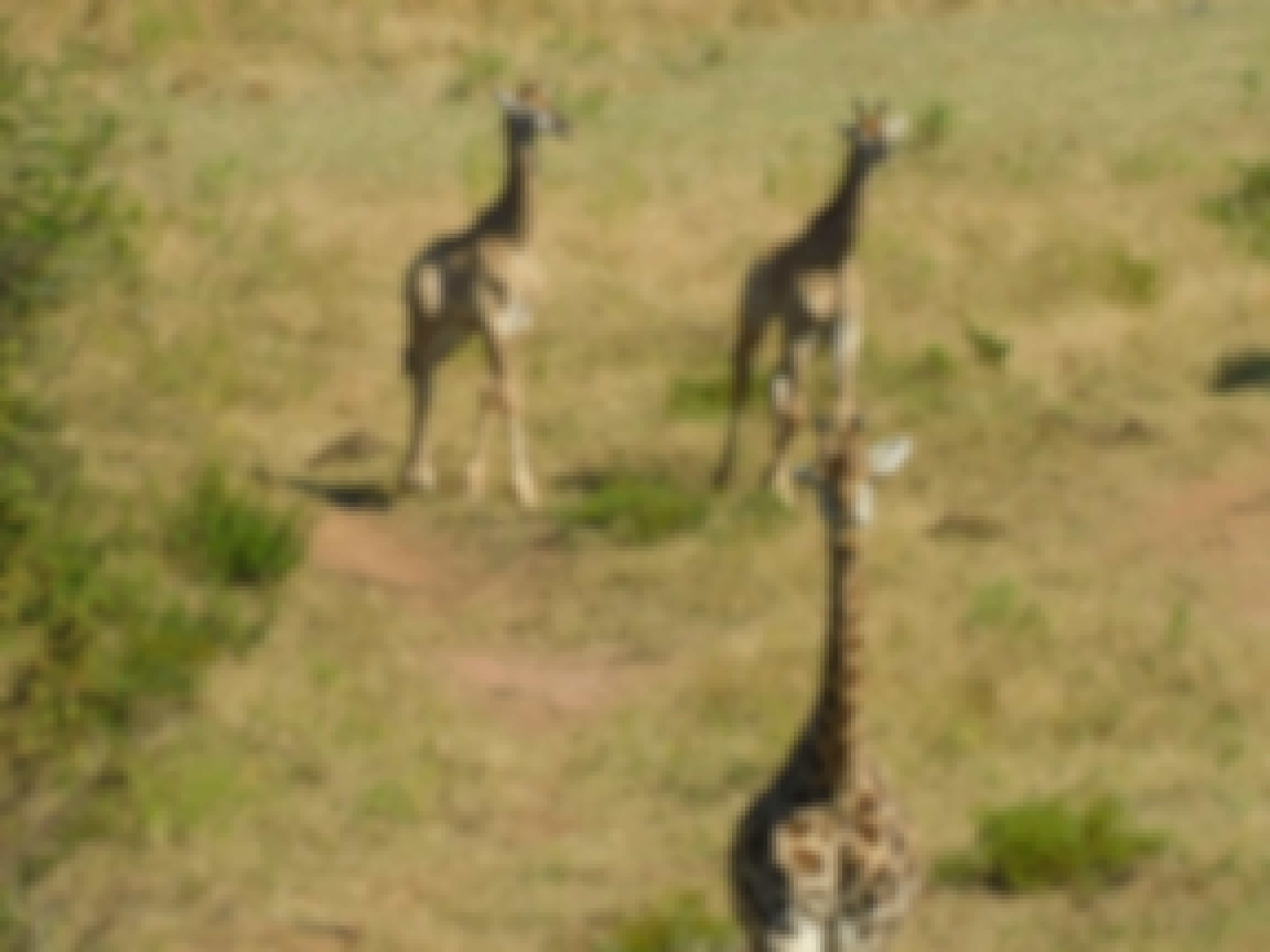 A heard of giraffe 