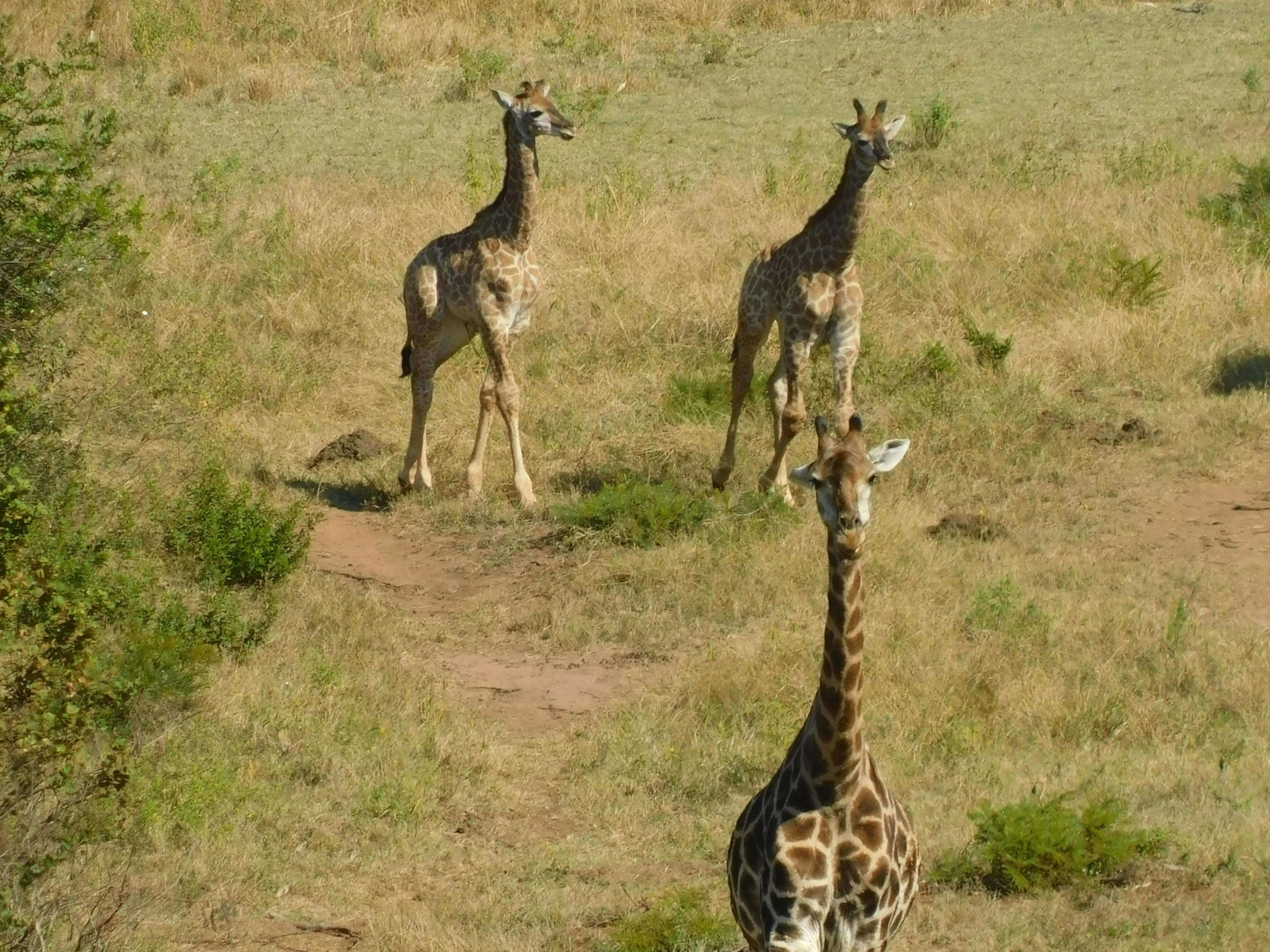 A heard of giraffe 