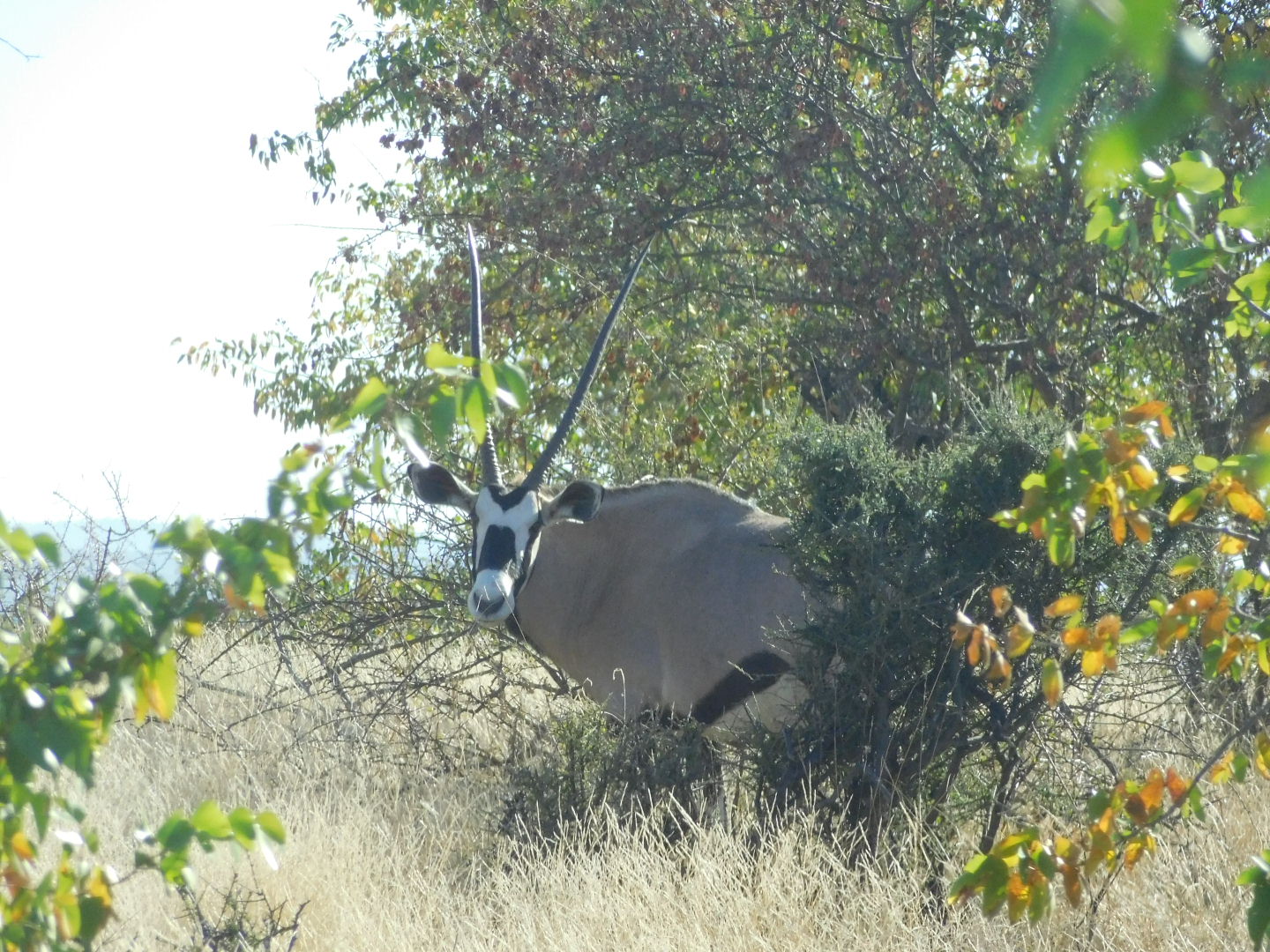 An antelope in the bush