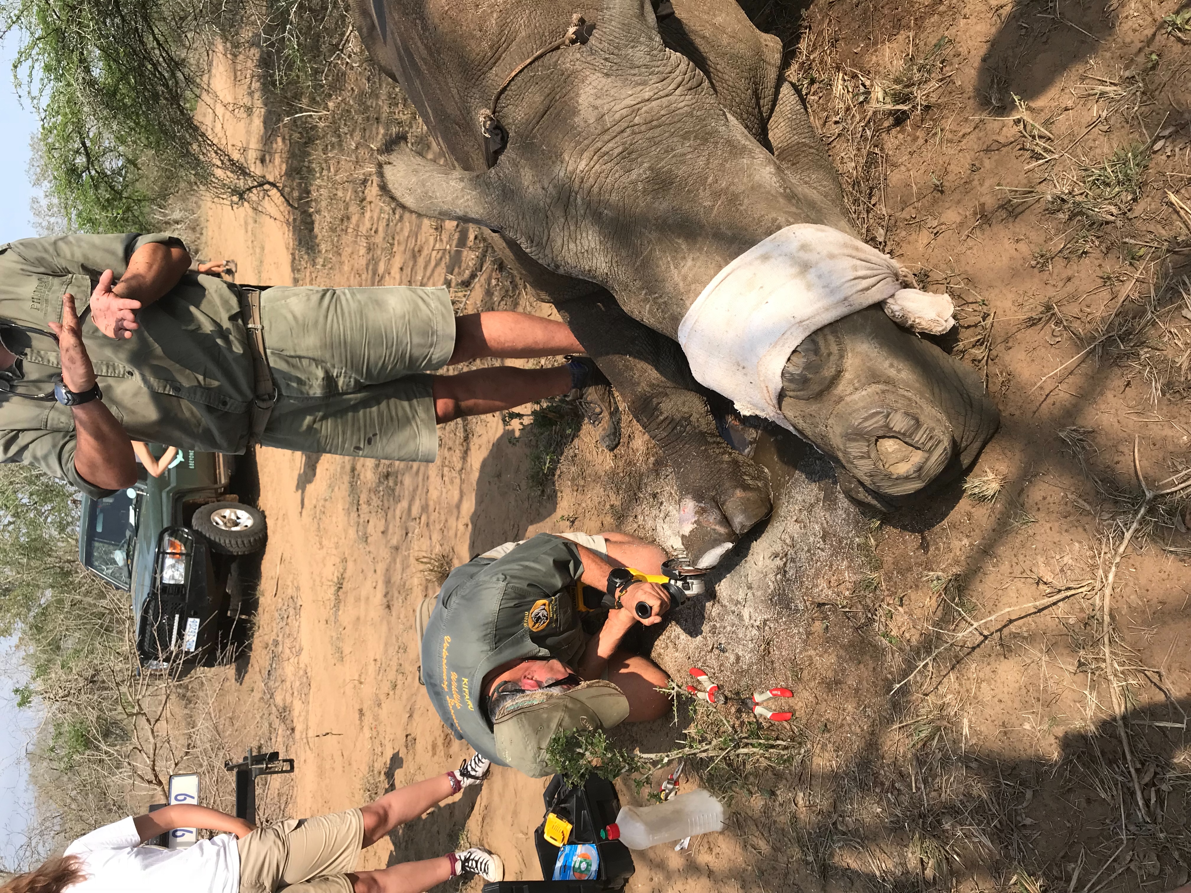 Isabelle Hogarth: A sedated rhino having treatment