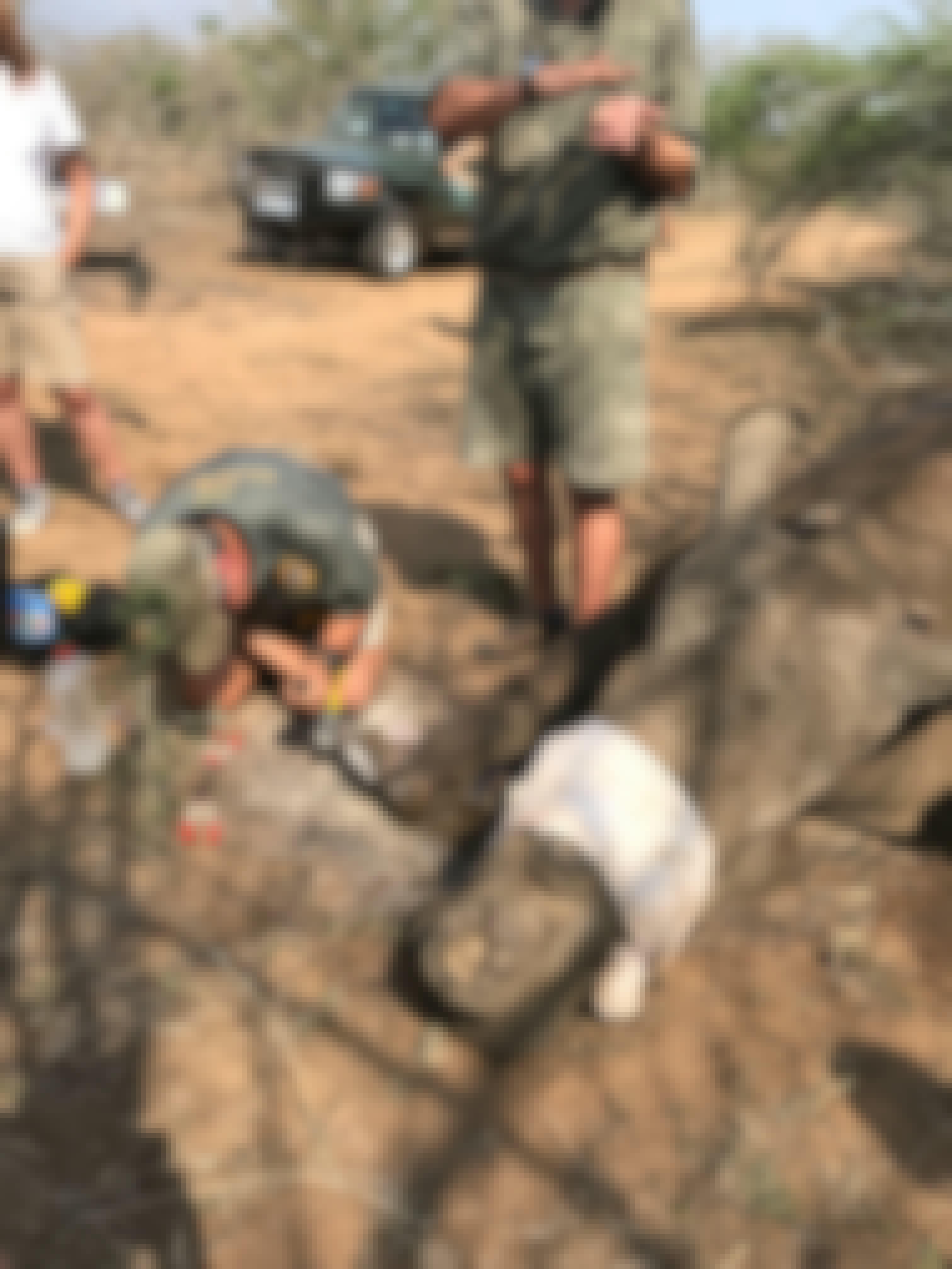 A sedated rhino having treatment 