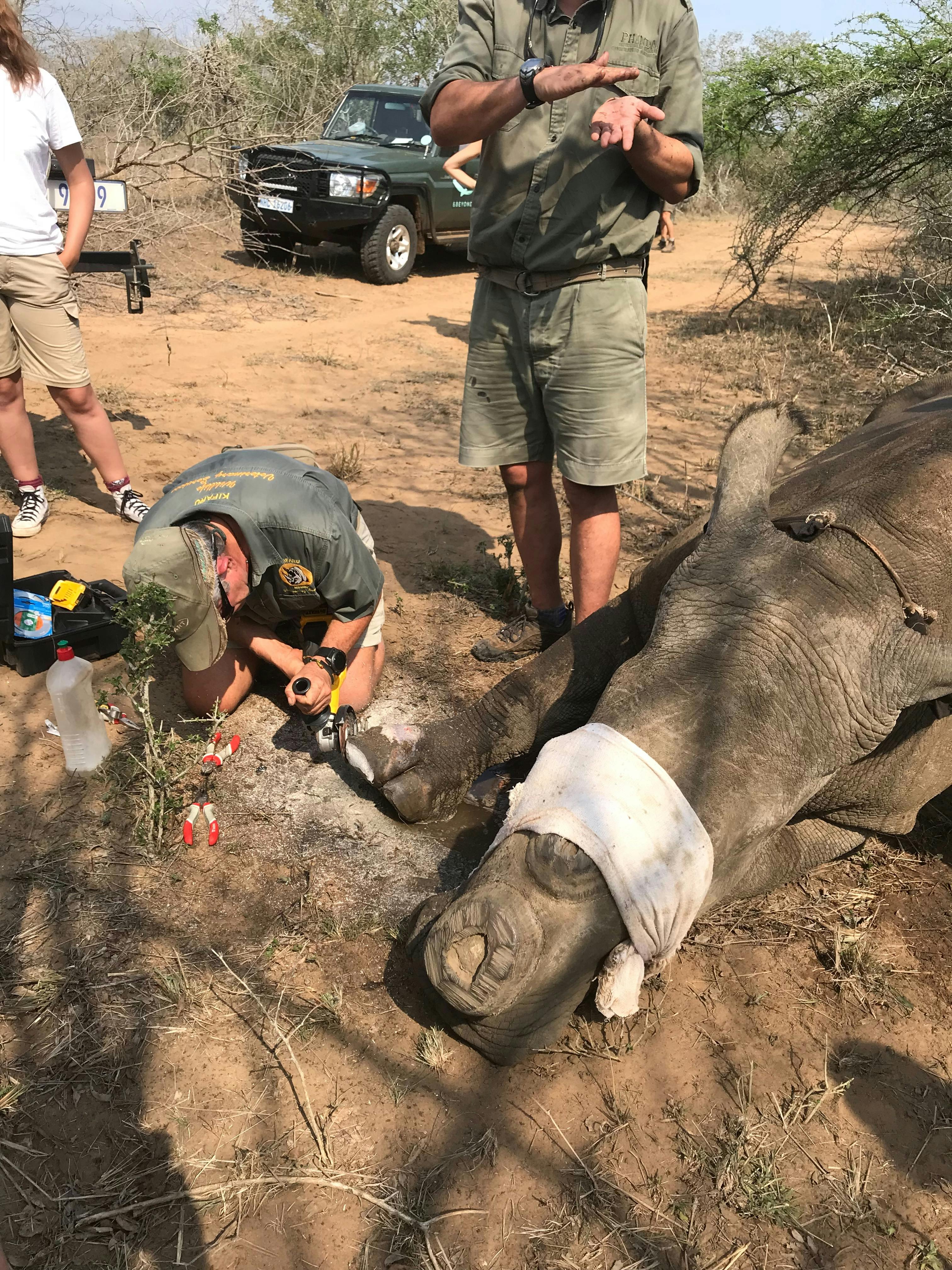 A sedated rhino having treatment 