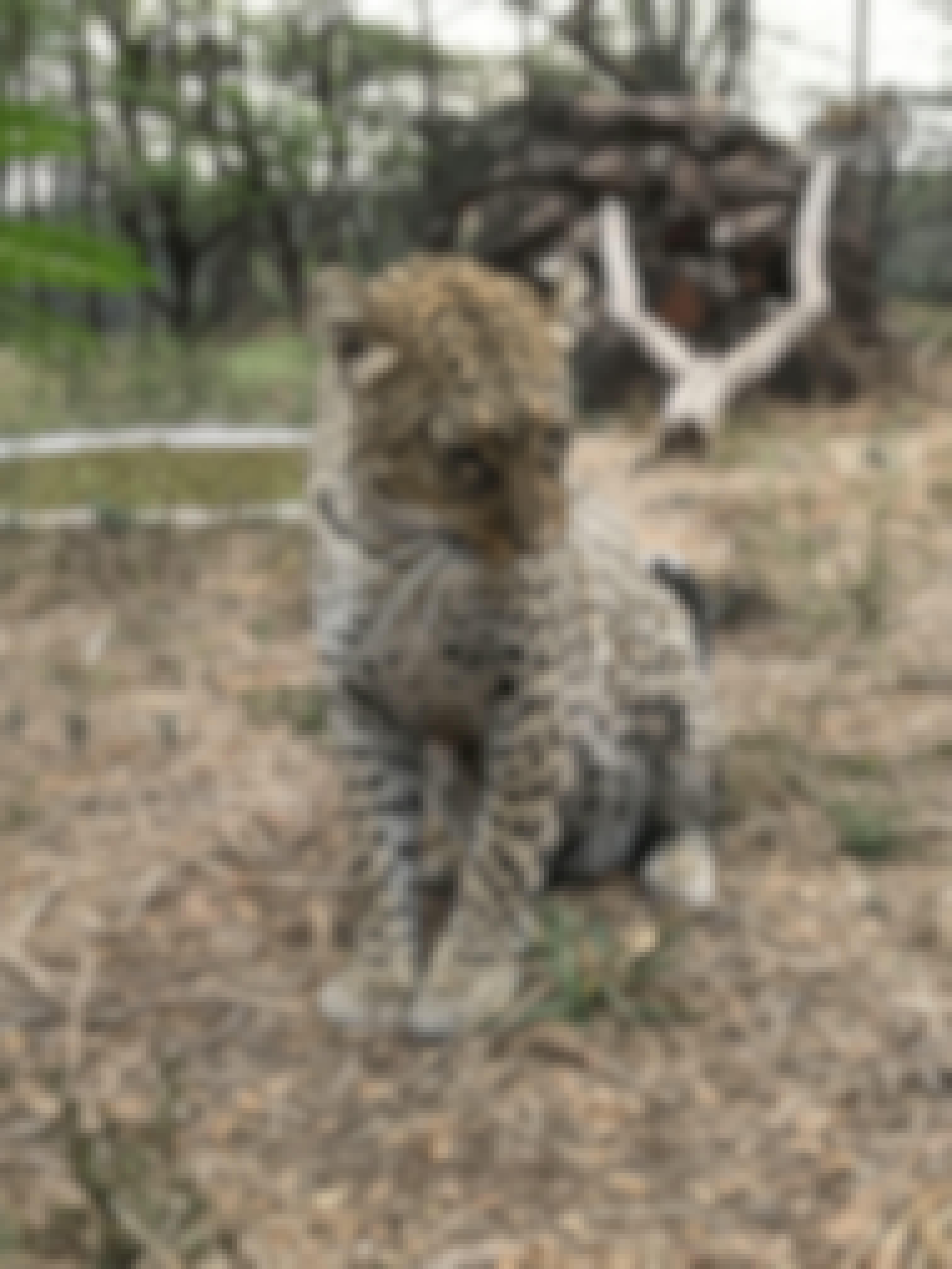 A young leopard