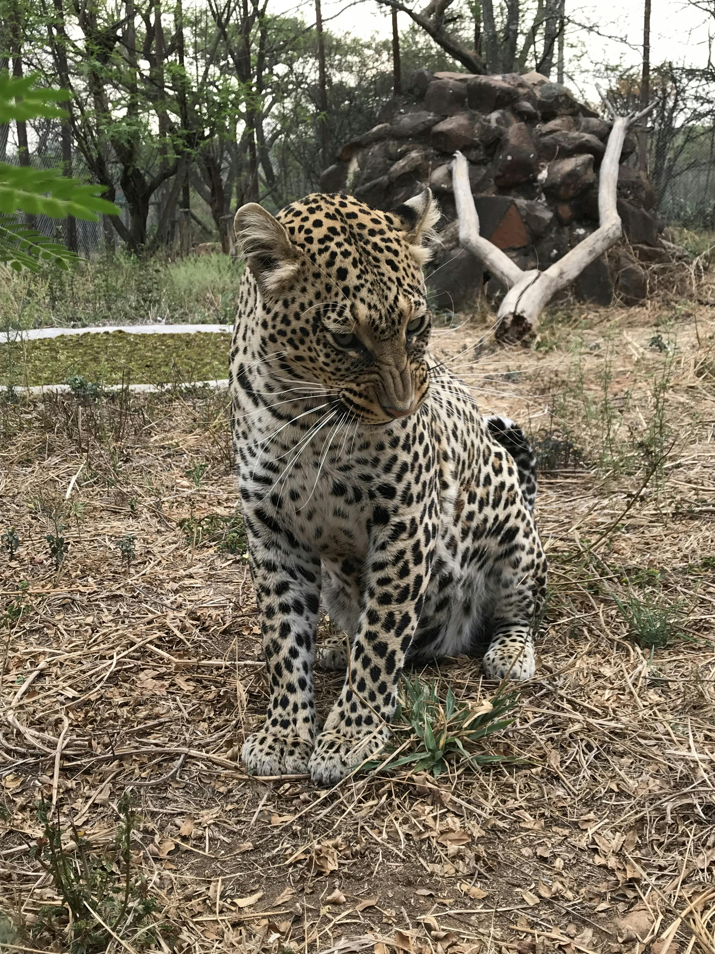 A young leopard