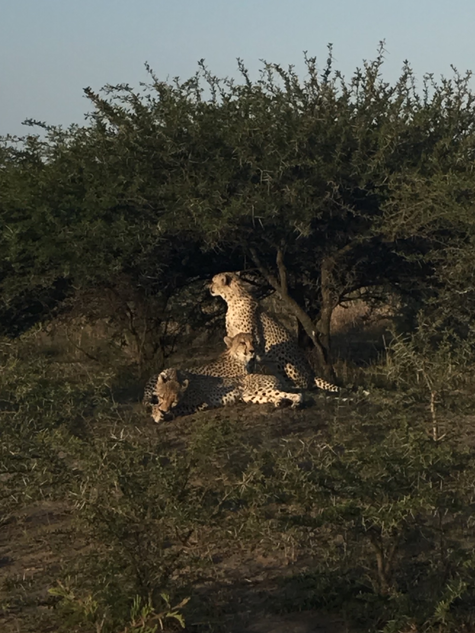 Isabelle Hogarth: A group of cheetah lying down