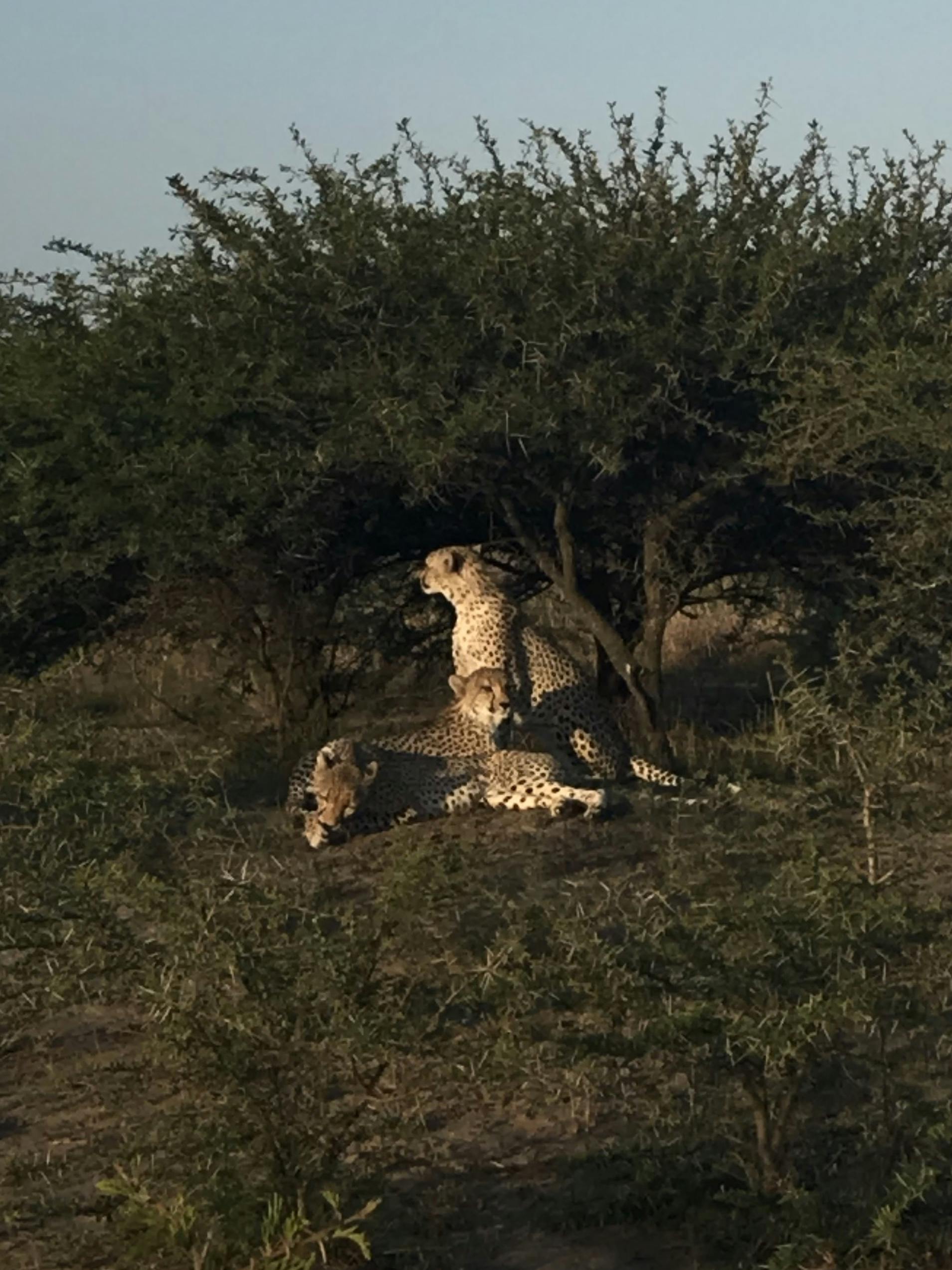 A group of cheetah lying down