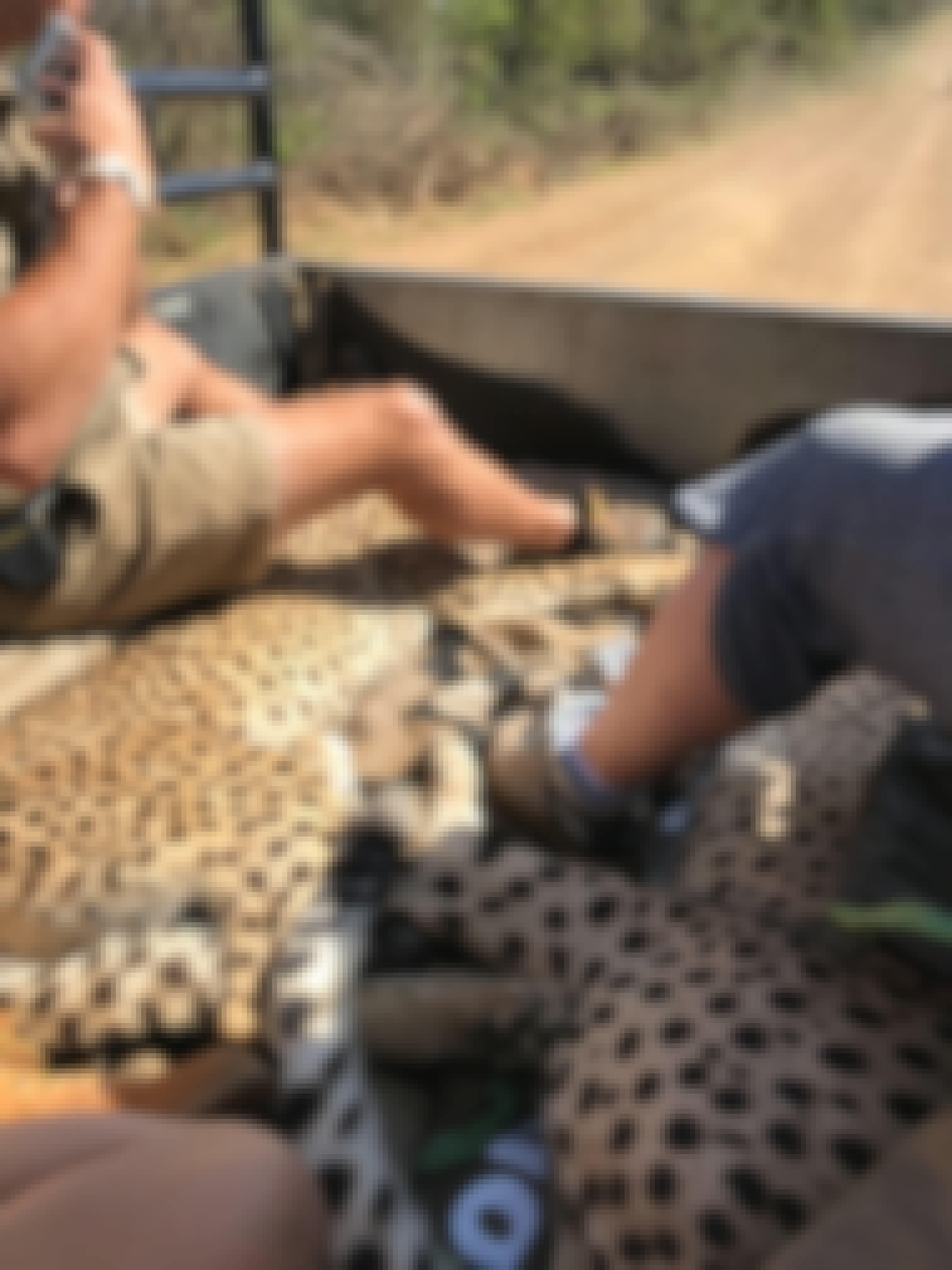 Two sedated cheetah in a vehicle