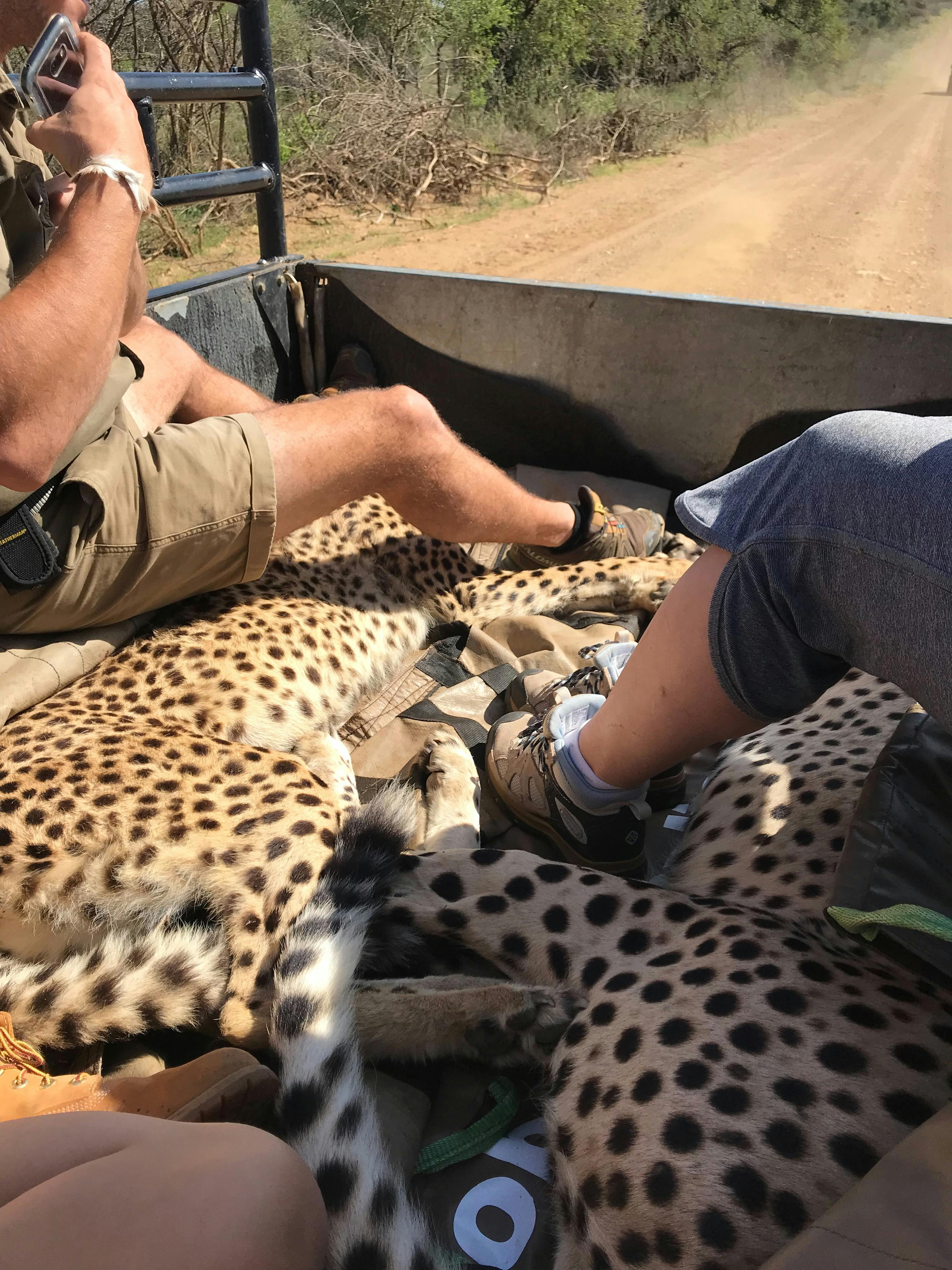 Two sedated cheetah in a vehicle