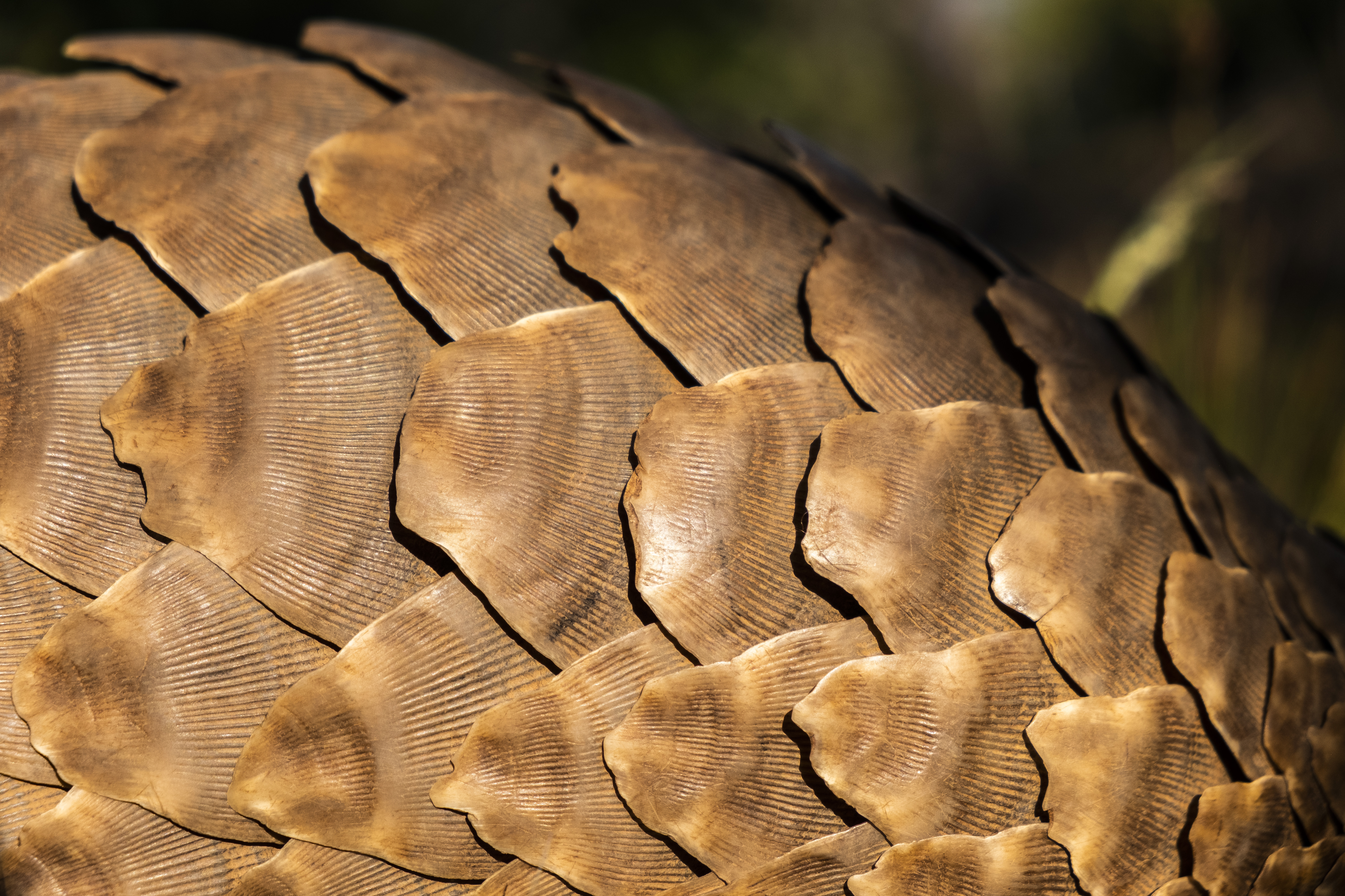 A close up of a pangolins scales