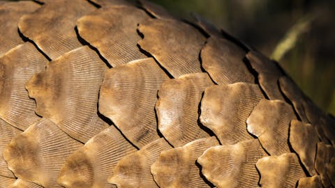 A close up of a pangolins scales