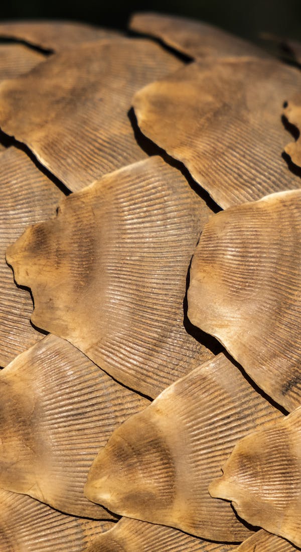 A close up of a pangolins scales