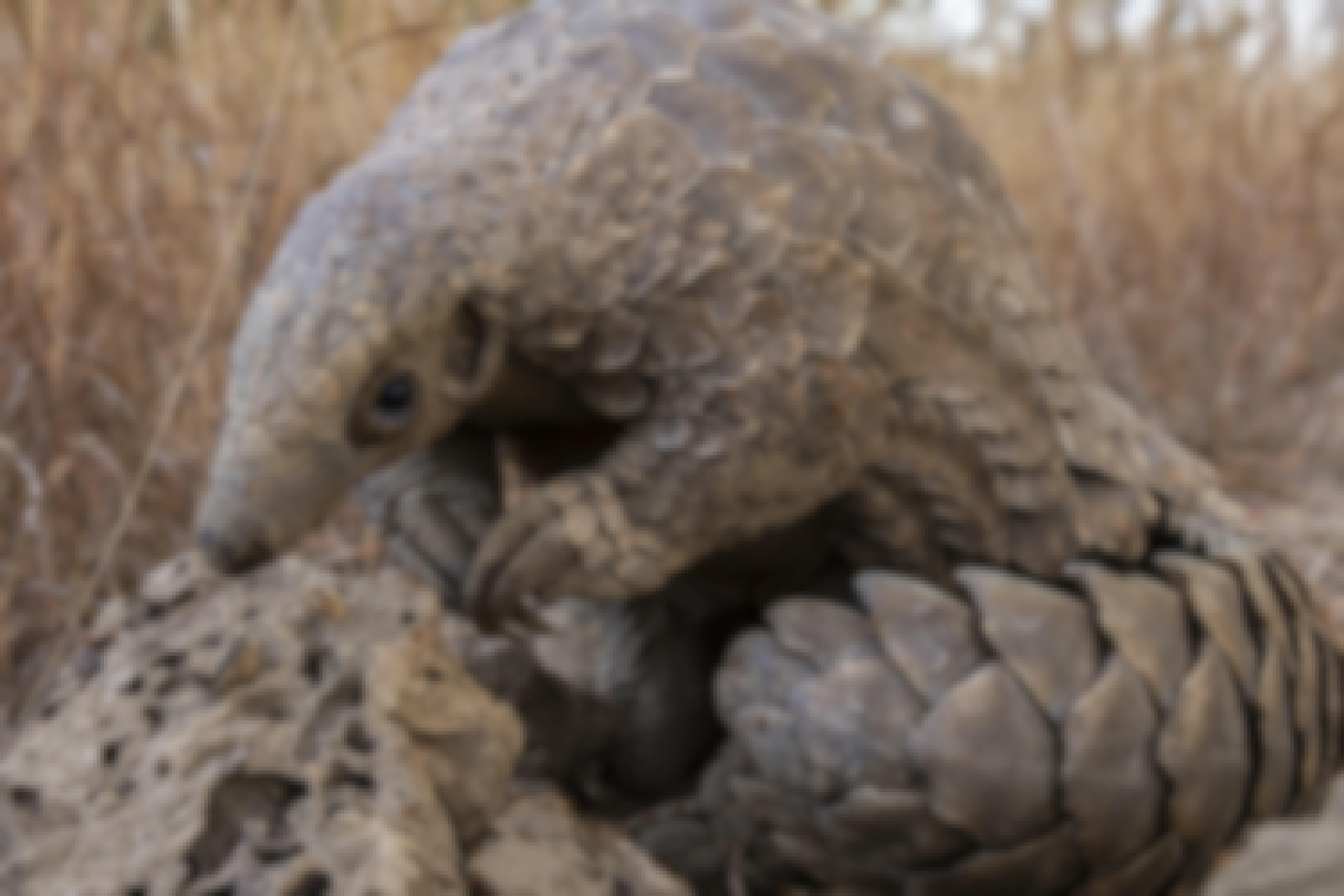 A pangolin sitting