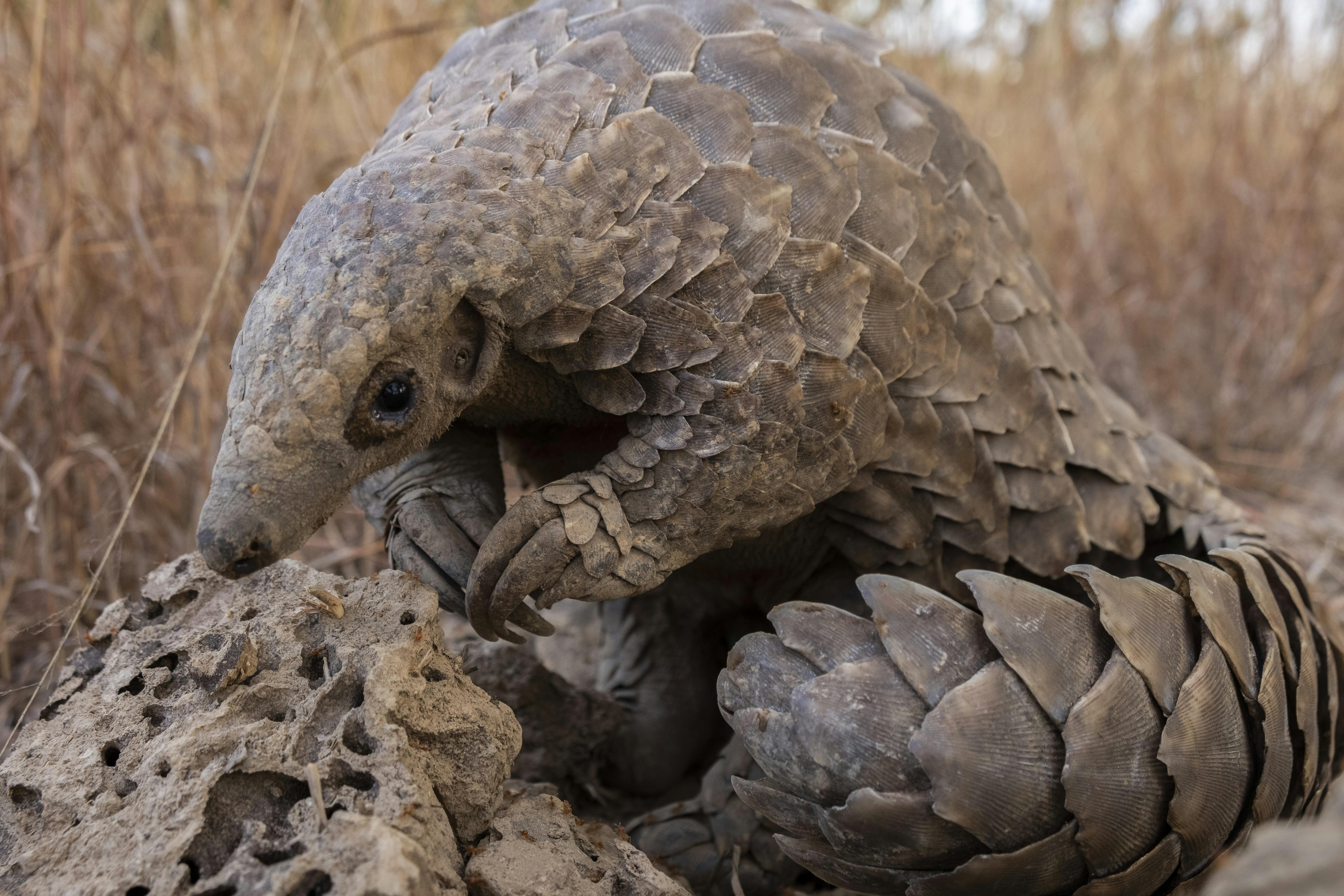 A pangolin sitting