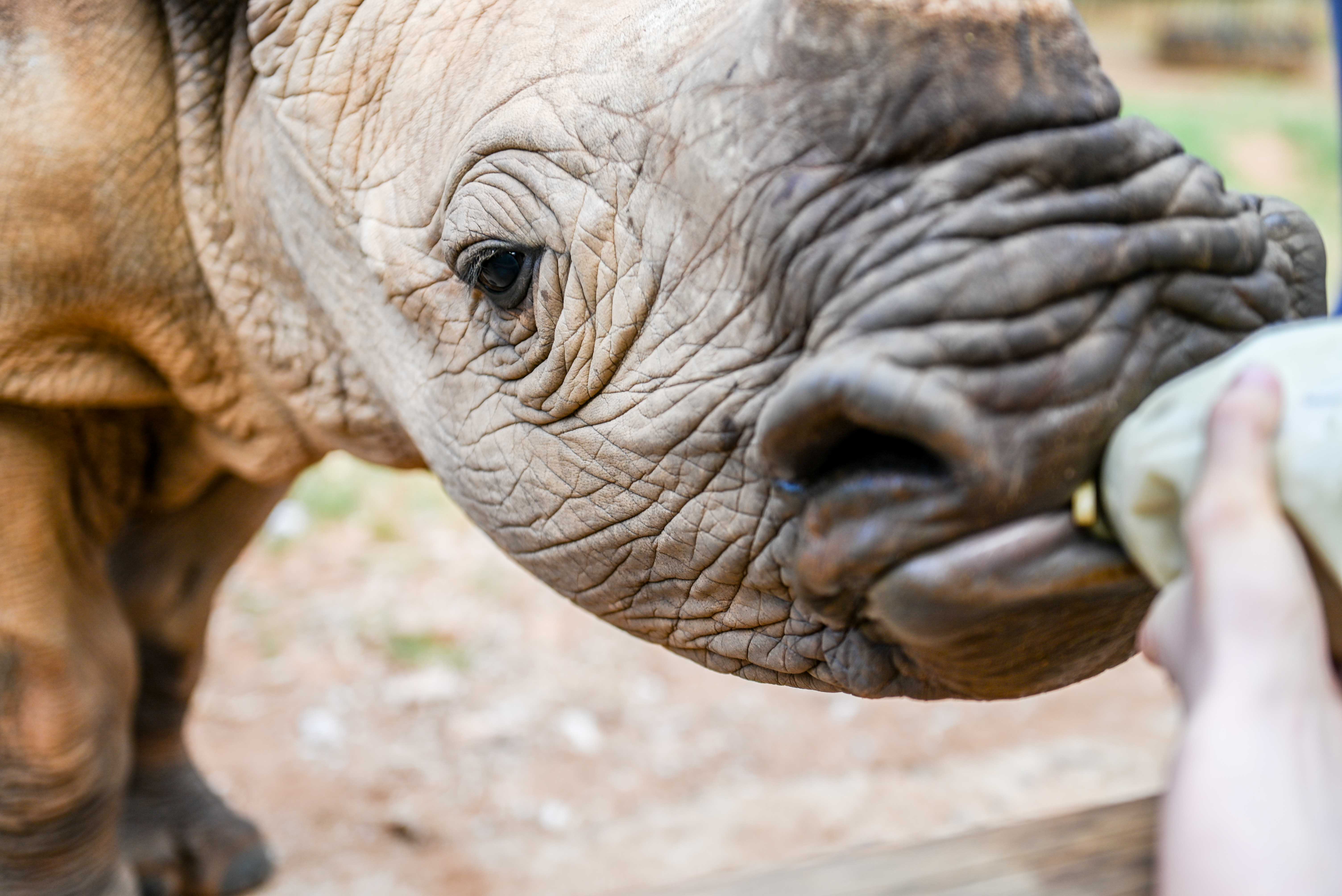 Bottle feeding a rhino calf, Care for Wild Africa