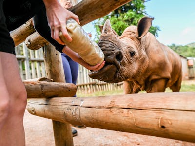 Bottle feeding a rhino calf, Care for Wild Africa