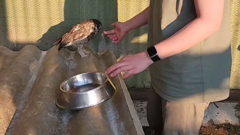 Vanessa and Caydence: A female student feeds an owl