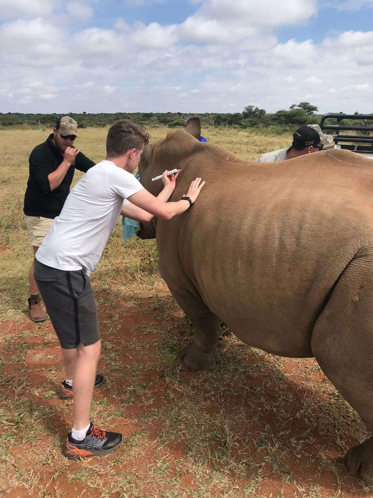 A male volunteer injects a rhino