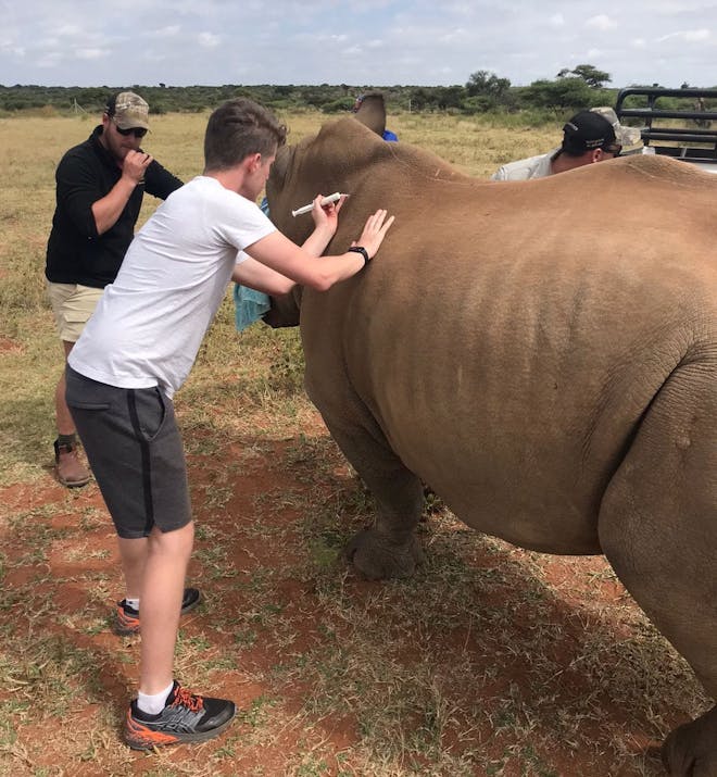 A male volunteer injects a rhino