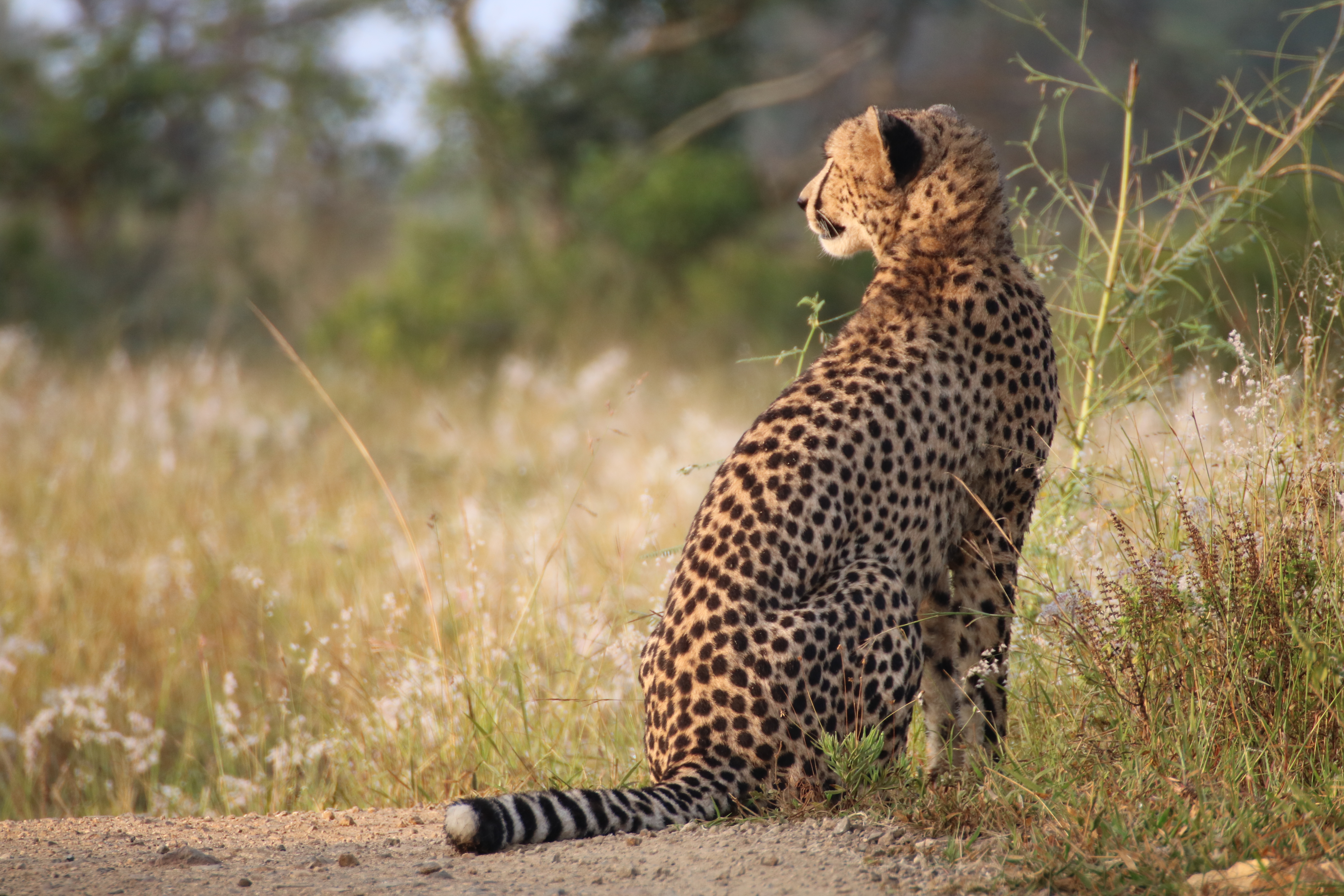 Phinda Wildlife Research Project: cheetah