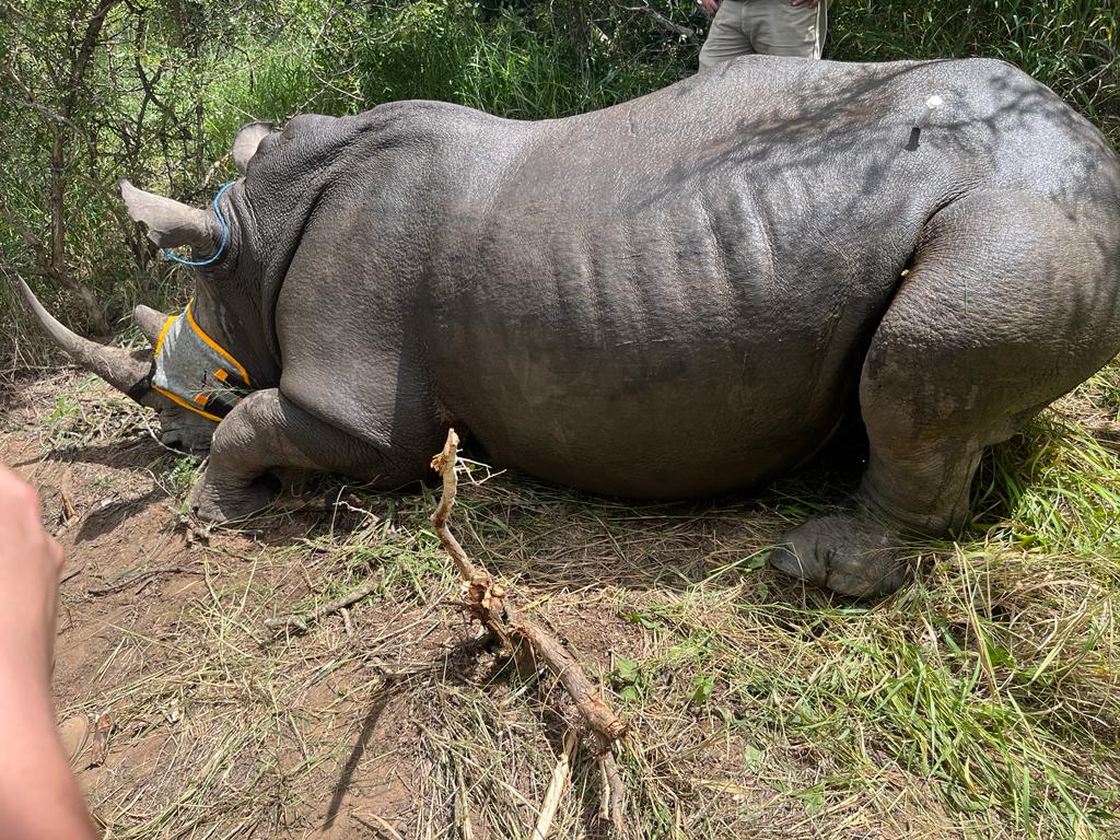 Alysha Melenka: A sedated rhino