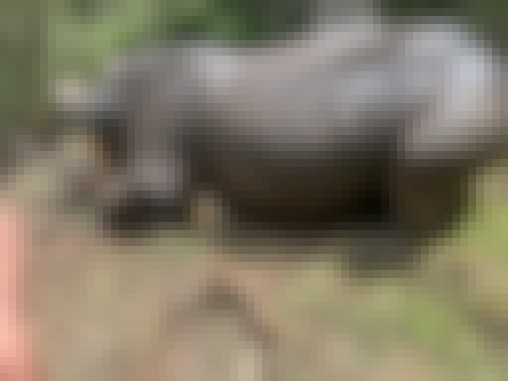 A sedated rhino