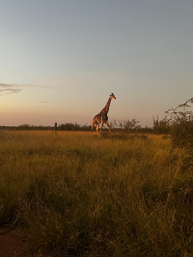 Alysha Melenka: A giraffe in the bush