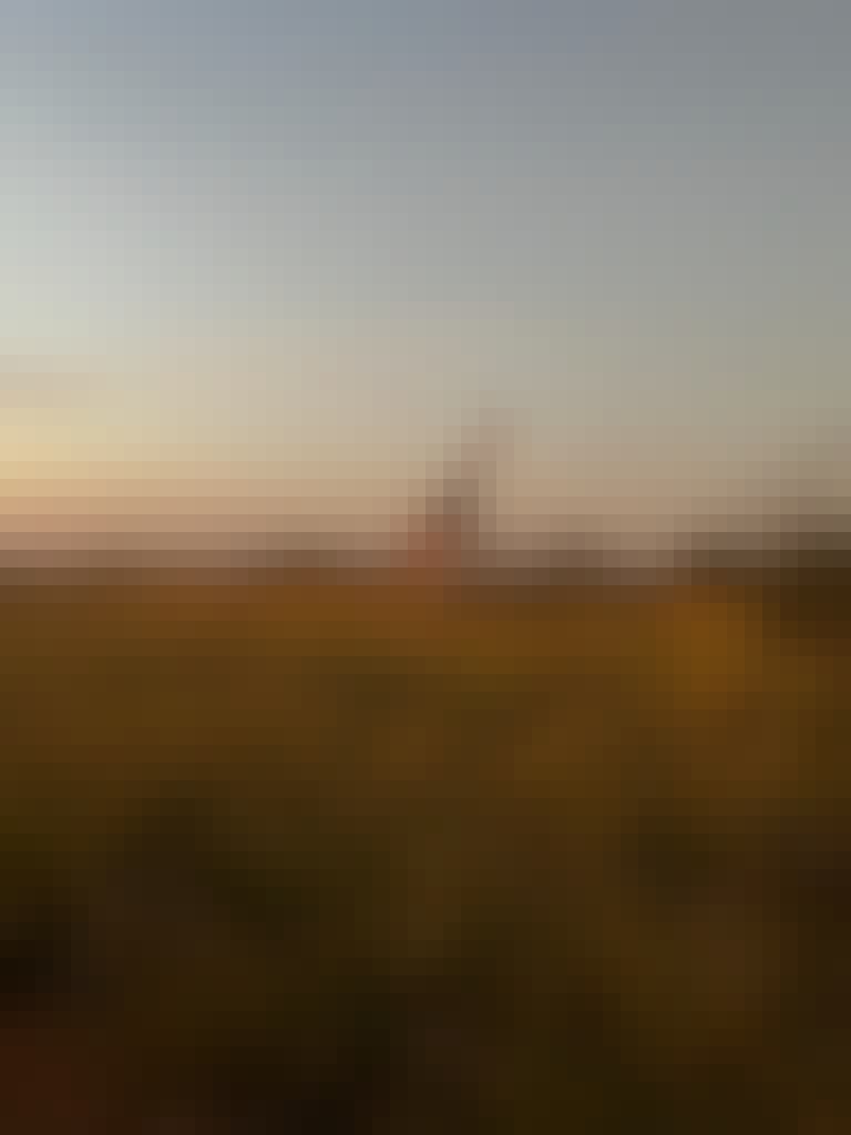 A giraffe in the bush