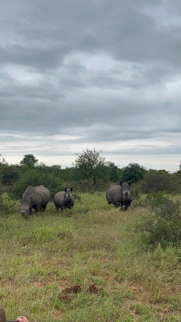 Alysha Melenka: A family of rhinos stood in the bush