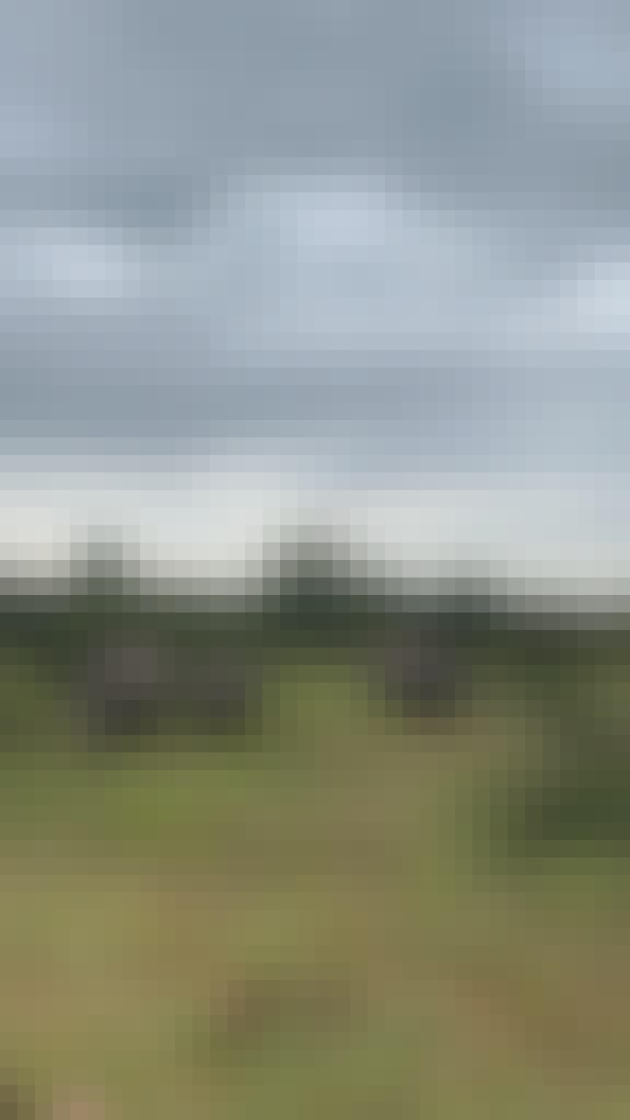 A family of rhinos stood in the bush
