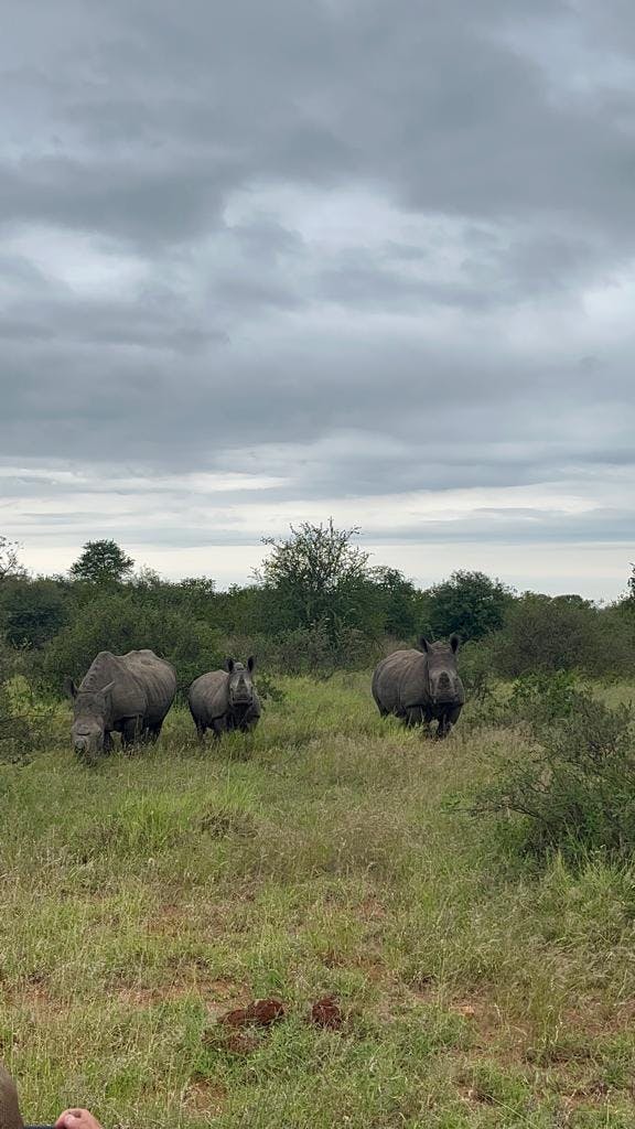 A family of rhinos stood in the bush