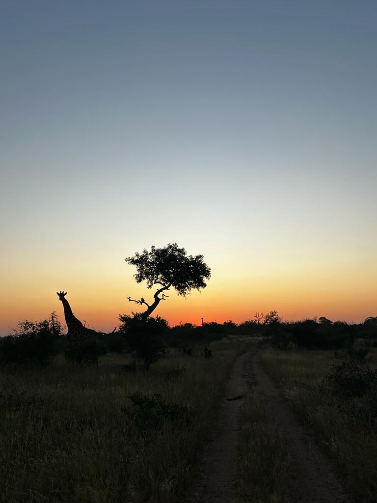 Alysha Melenka: a silhouette of a giraffe and tree