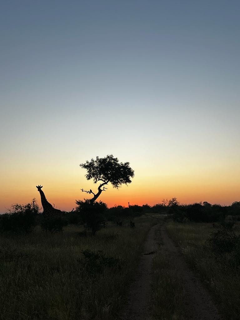 a silhouette of a giraffe and tree  