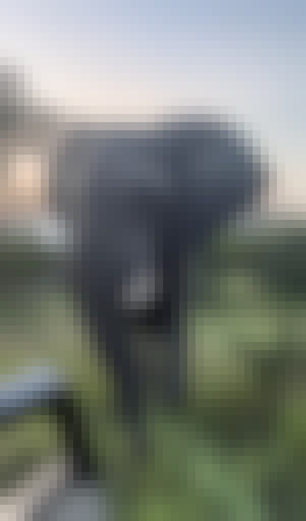 A close up of an elephant