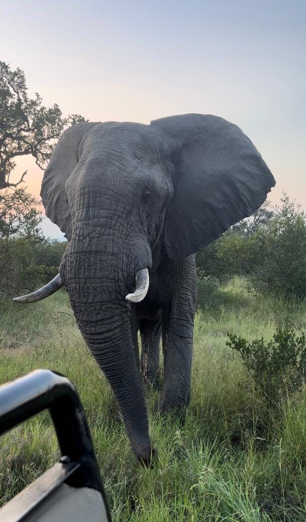 A close up of an elephant