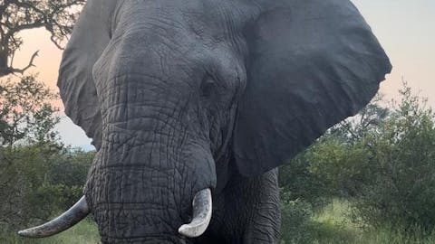 Alysha Melenka: A close up of an elephant