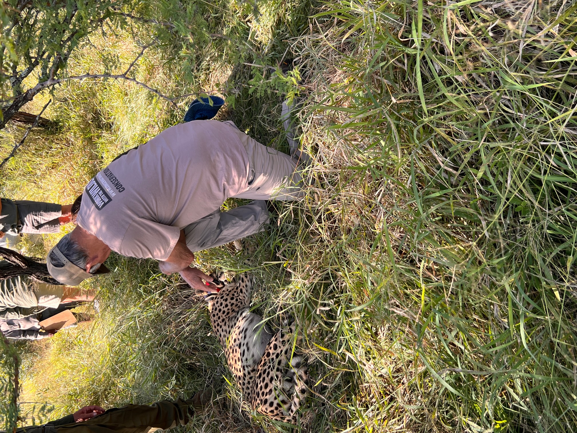 Marc and Diane bock 2: A man looks down at a sedated cheetah