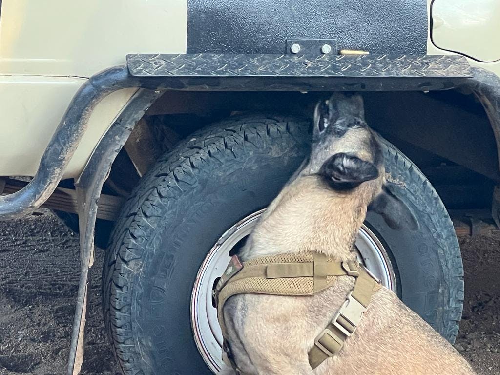 An anti-poaching dog sniffs a wheel arch