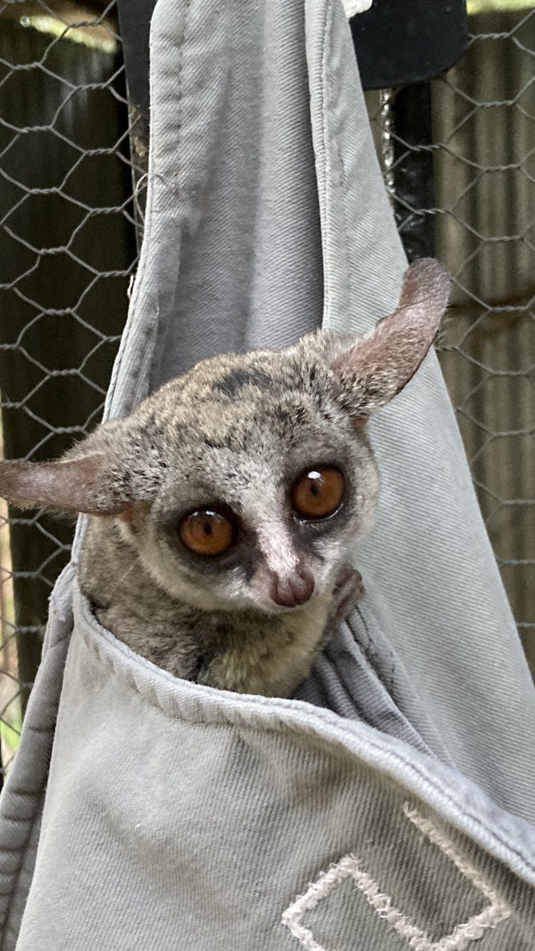 Norma Falconer: bush baby