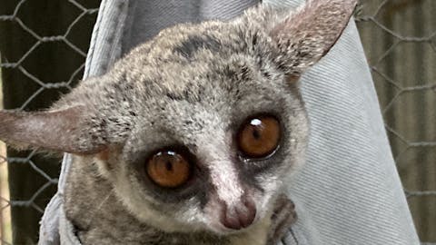 Norma Falconer: bush baby