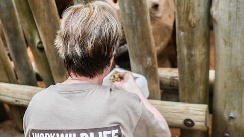 Norma Falconer: feeding the rhinos at Care For Wild Africa