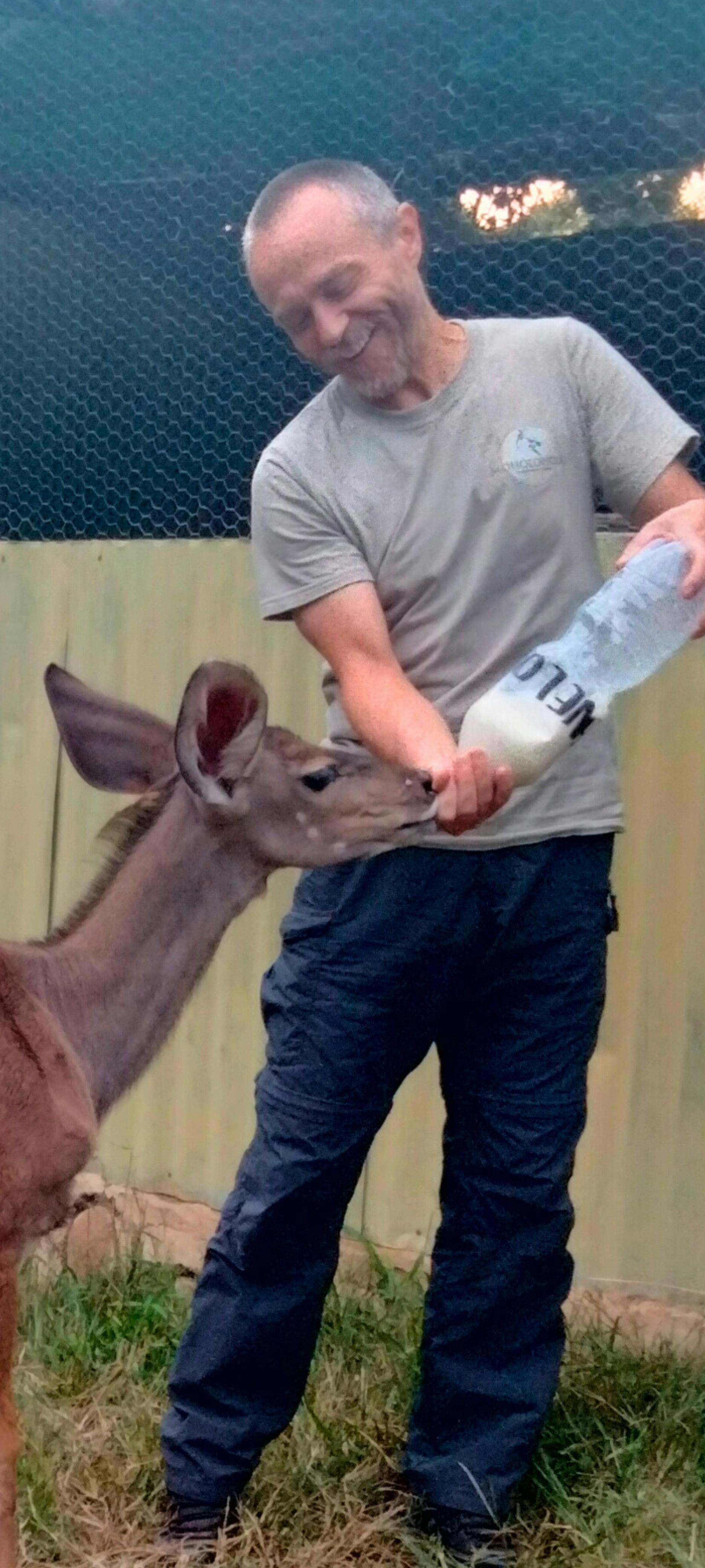 A male volunteer bottle feeds a baby antelope