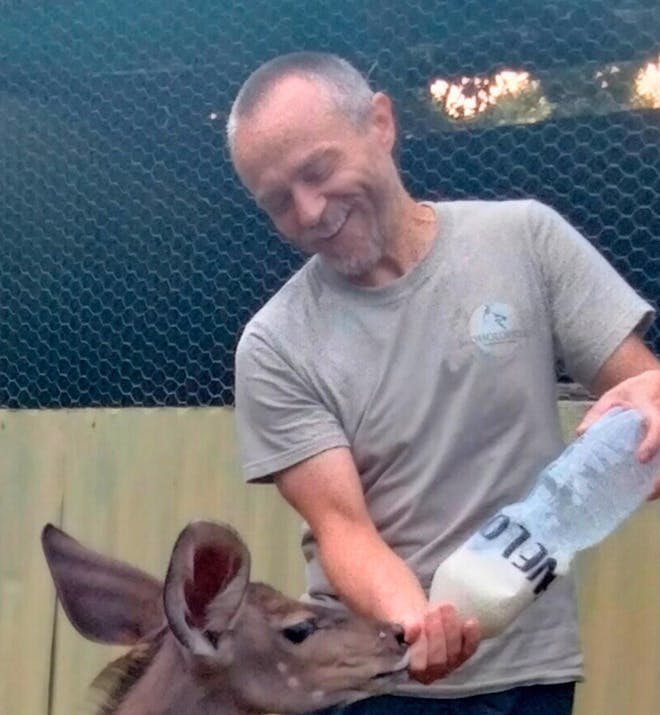 A male volunteer bottle feeds a baby antelope
