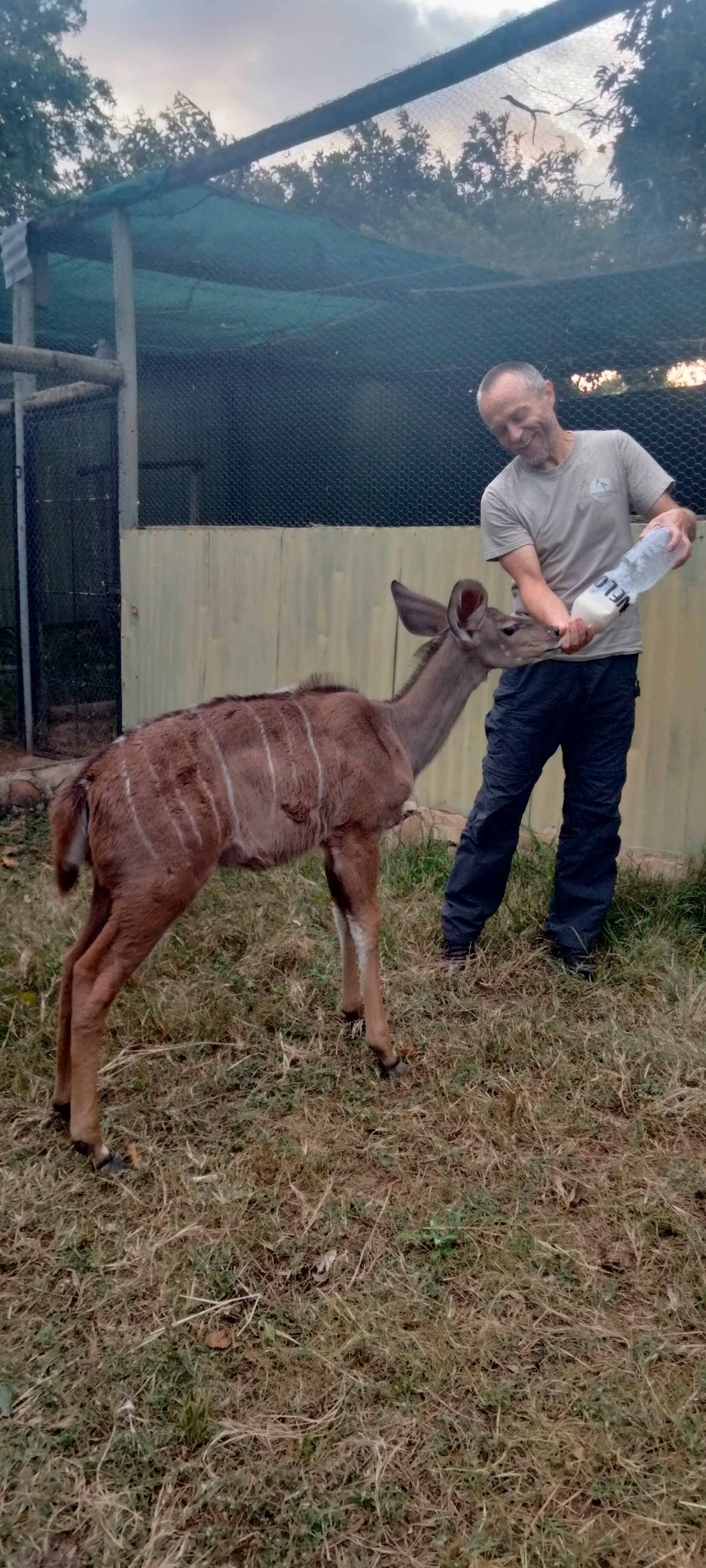 Michal Trawinski: A man bottle feeds a baby antelope