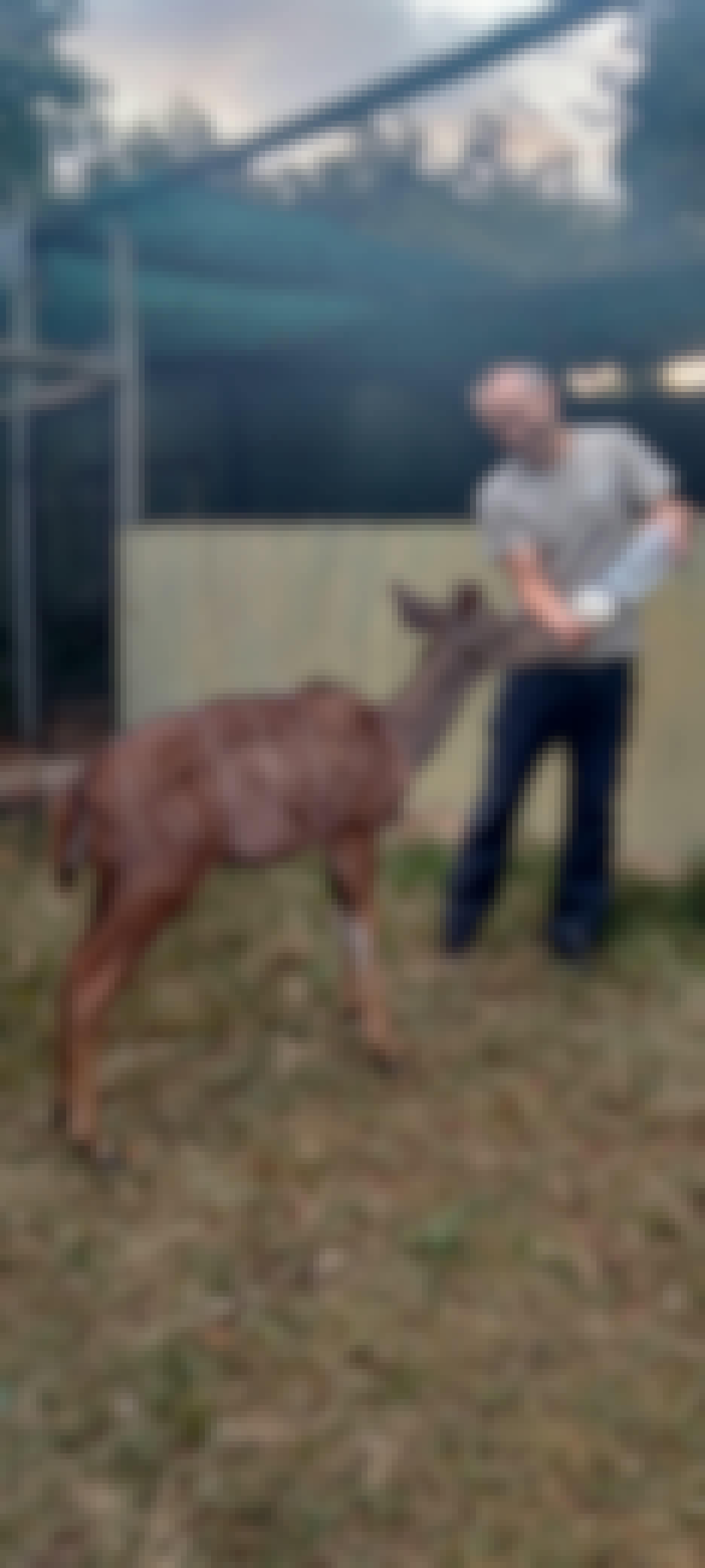 A man bottle feeds a baby antelope 