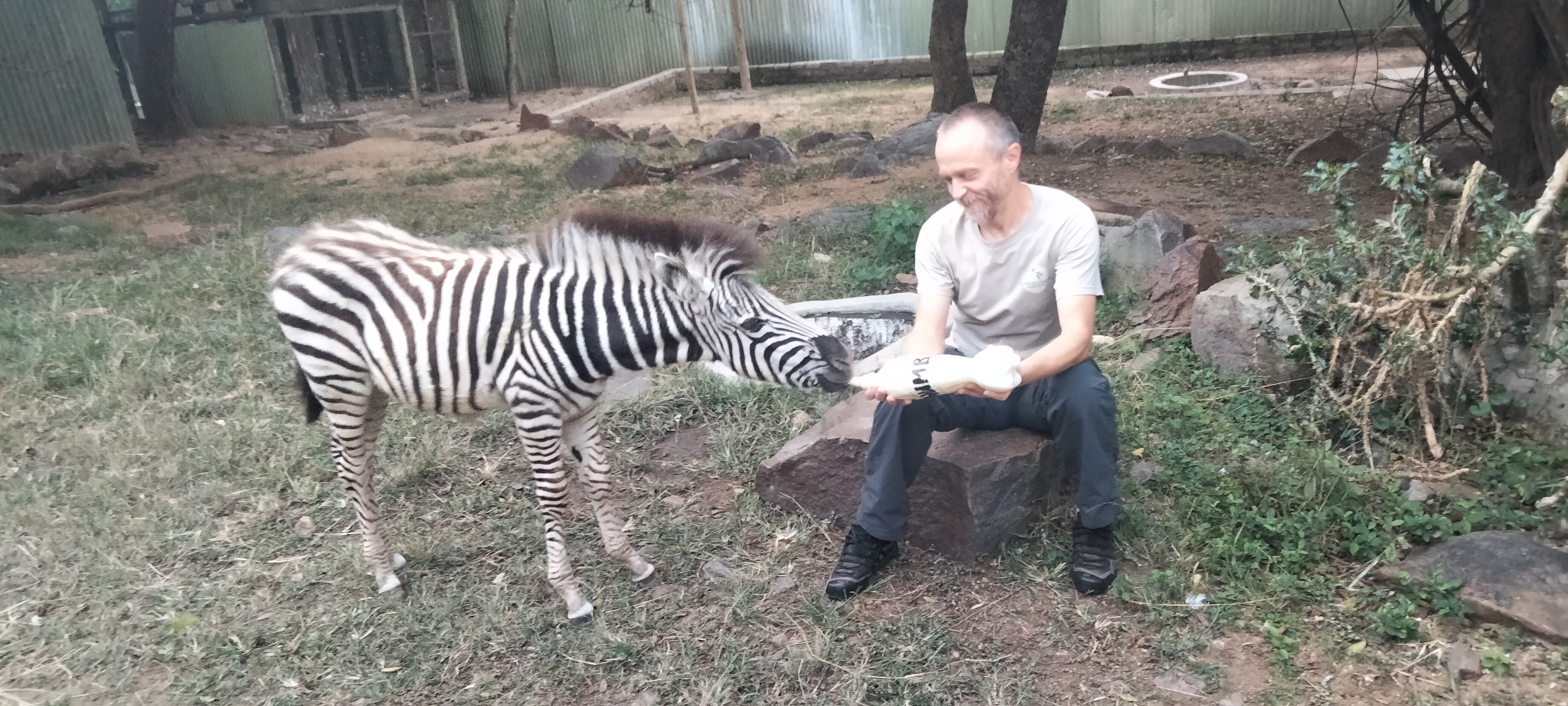 Michal Trawinski: A man bottle feeds a baby zebra