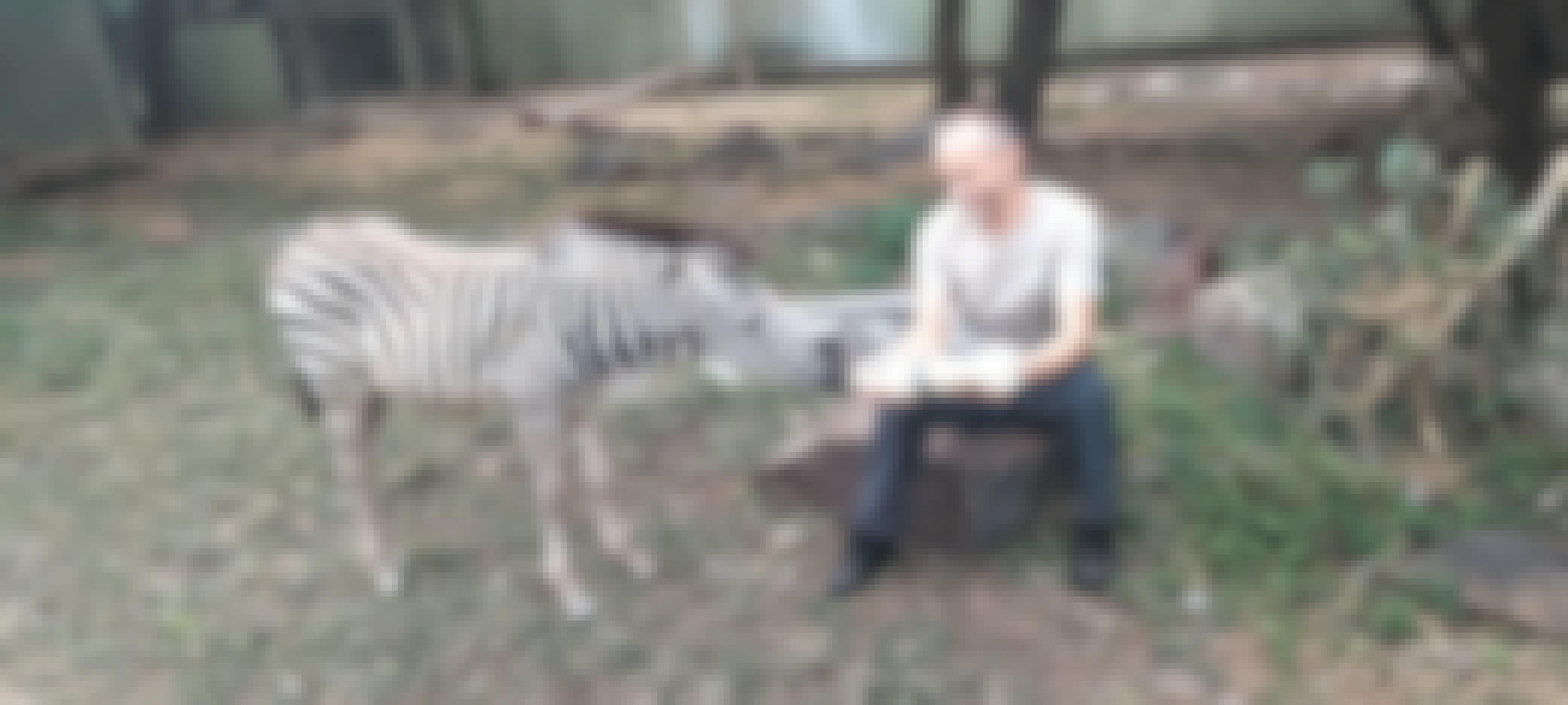 A man bottle feeds a baby zebra 