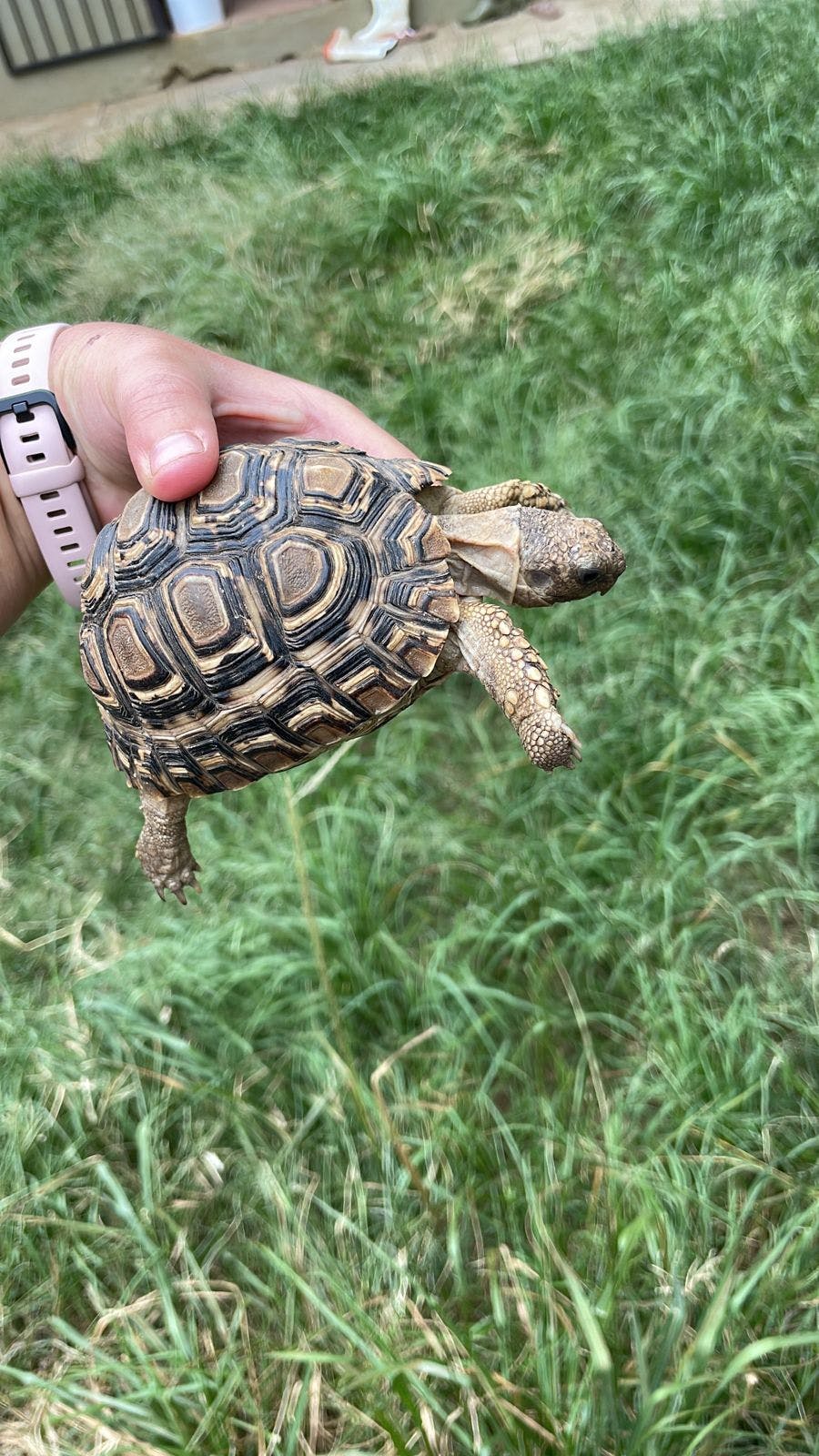 A man holds a tortoise 